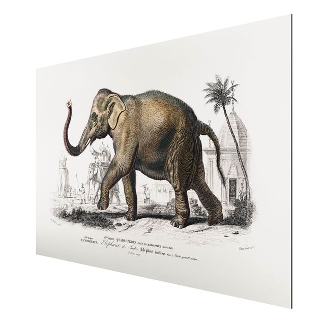 Cuadro con paisajes Vintage Board Elephant