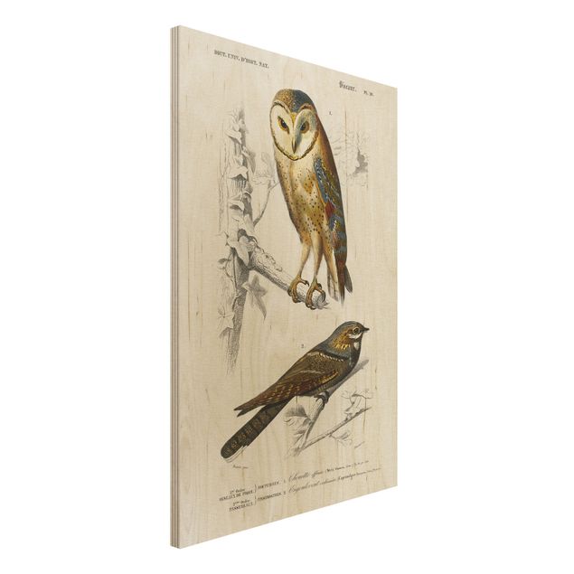 Decoración en la cocina Vintage Board Owl And Swallow