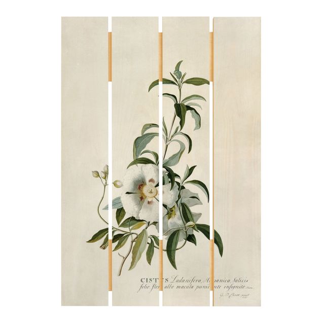 Cuadros de madera flores Georg Dionysius Ehret - Rockrose