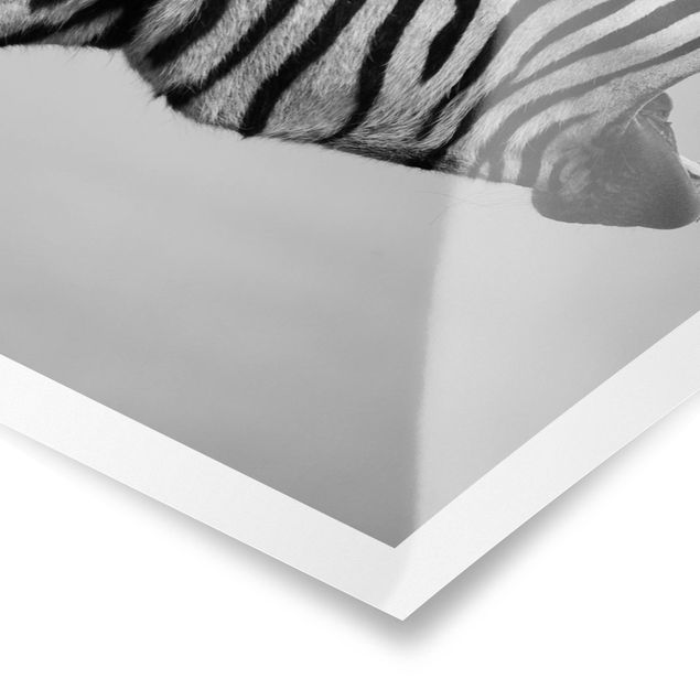 Cuadros modernos blanco y negro Roaring Zebra ll