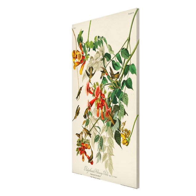 Cuadros de plantas Vintage Board Hummingbirds