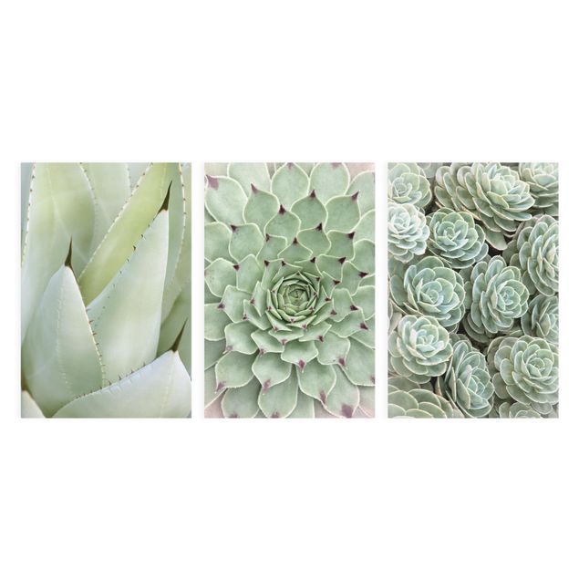 Cuadros verdes Agave and Succulent Trio