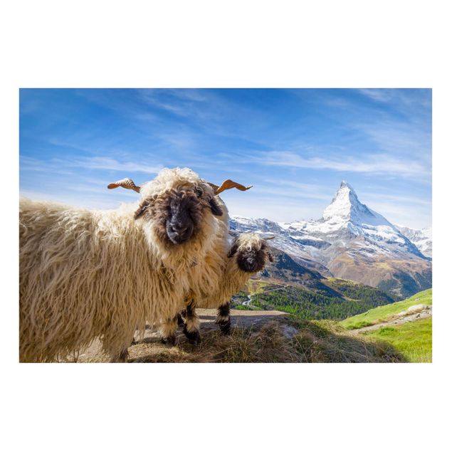 Cuadros de Suiza Blacknose Sheep Of Zermatt