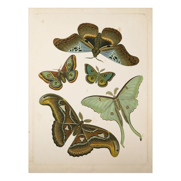 Cuadros de mariposas y flores Vintage Illustration Exotic Butterflies II