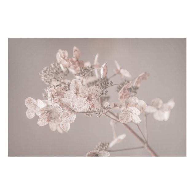 Tableros magnéticos flores Delicate White Hydrangea