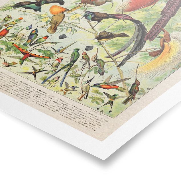 Cuadro multicolor Vintage Board Birds Of Paradise