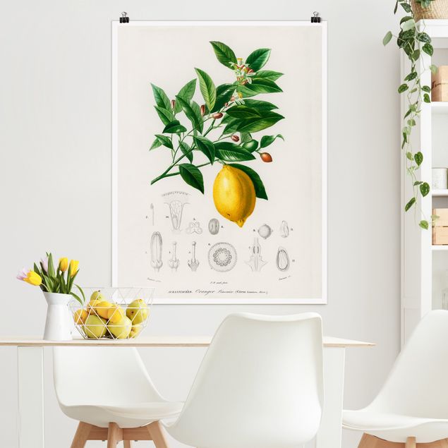 Decoración de cocinas Botany Vintage Illustration Of Lemon