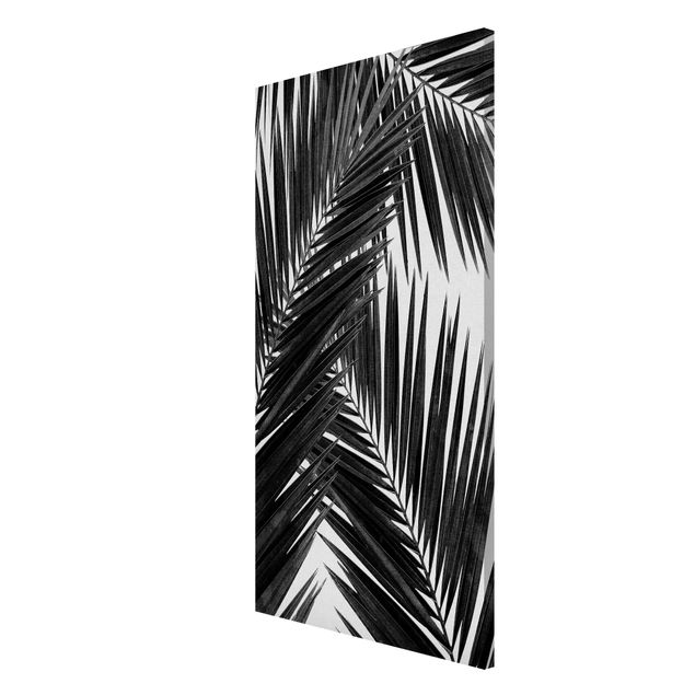 Tableros magnéticos flores View Through Palm Leaves Black And White