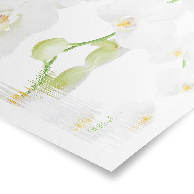 Cuadros de flores Spa Orchid - White Orchid