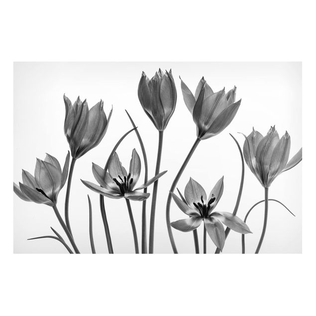 Tableros magnéticos flores Seven Tulips Black And White