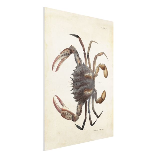 Decoración en la cocina Vintage Illustration Crab