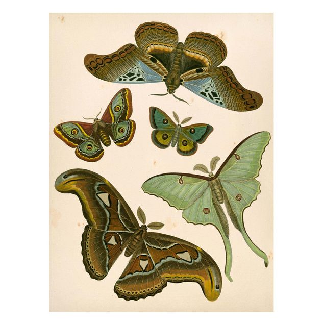 Cuadros de mariposas Vintage Illustration Exotic Butterflies II