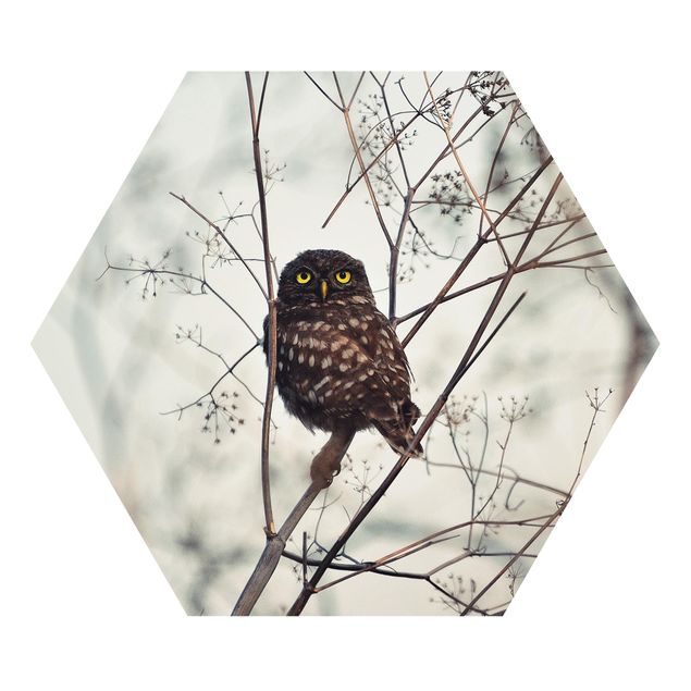 cuadros hexagonales Owl In The Winter