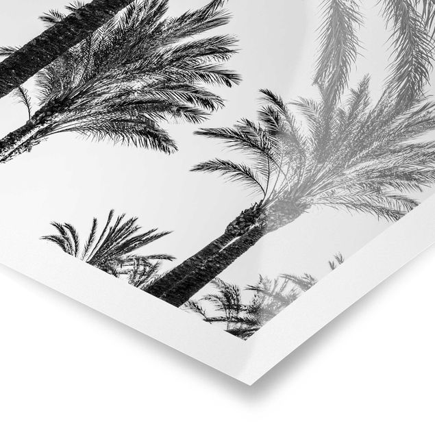 Cuadros a blanco y negro Palm Trees At Sunset Black And White