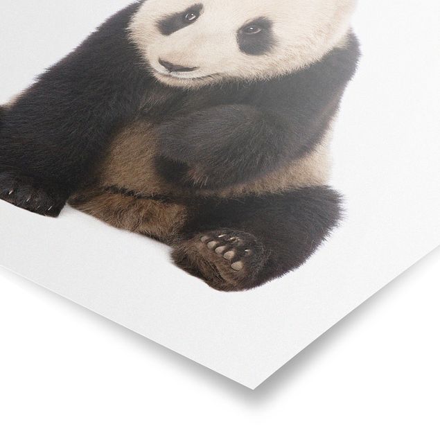 Cuadros decorativos modernos Panda Paws