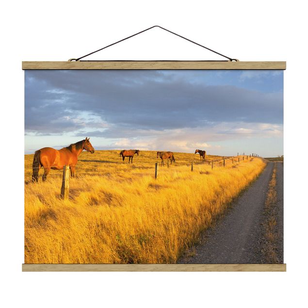 Cuadros de naturaleza Field Road And Horse In Evening Sun