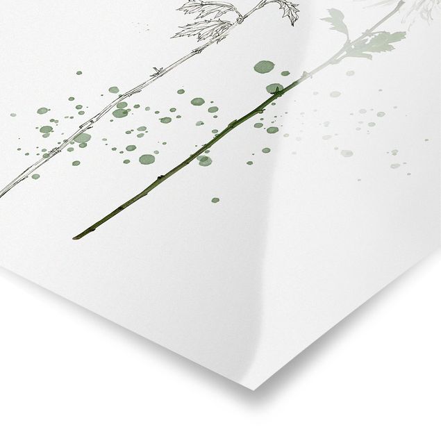 Cuadros de flores Botanical Watercolour - Dandelion