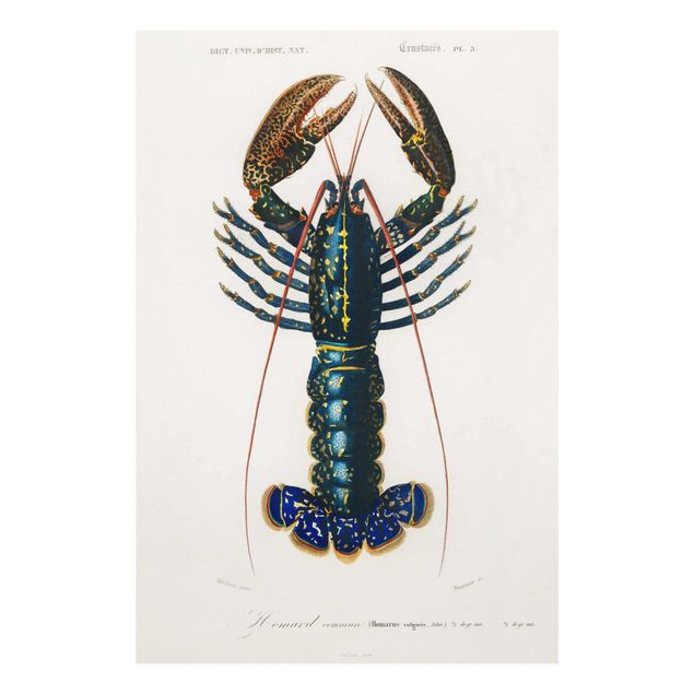 Cuadro azul Vintage Board Blue Lobster