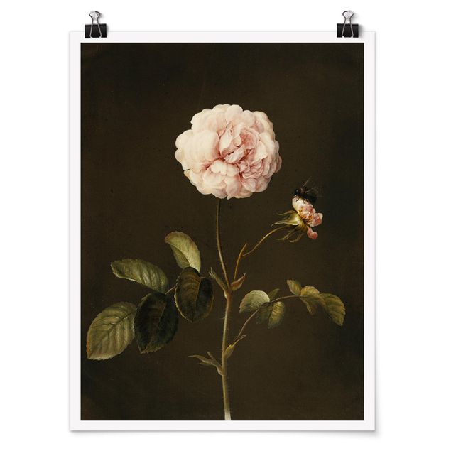 Lámina de flores Barbara Regina Dietzsch - French Rose With Bumblbee