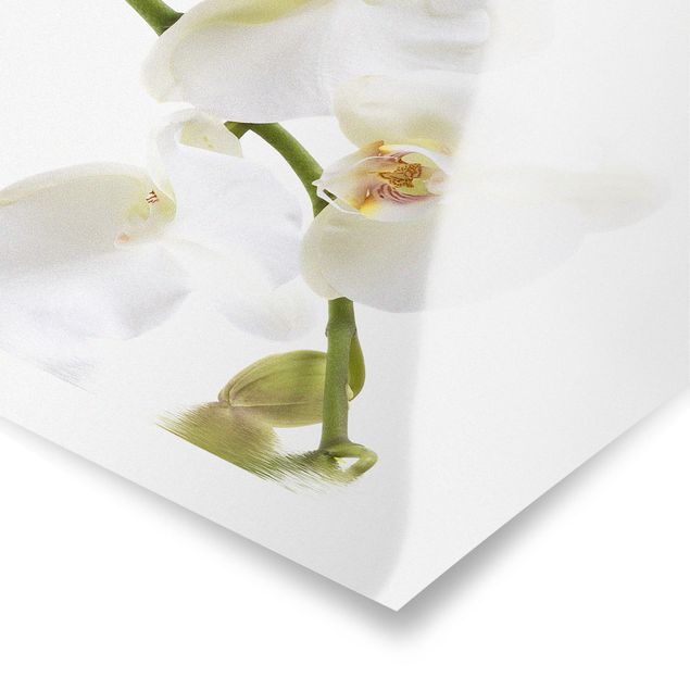 Cuadros flores White Orchid Waters