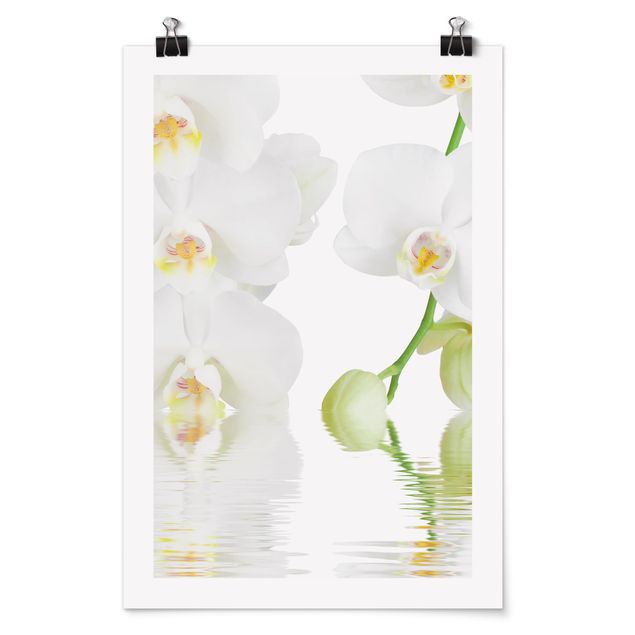 Cuadros de plantas Spa Orchid - White Orchid