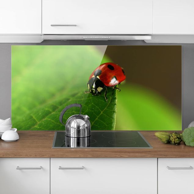 Decoración en la cocina Ladybird