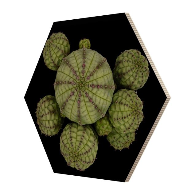 Hexagon Bild Holz - Euphorbia - Seeigelwolfsmilch