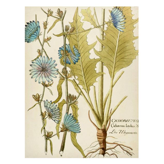 Tableros magnéticos flores Vintage Botany In Blue Chicory