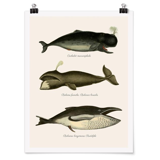 Láminas animales Three Vintage Whales