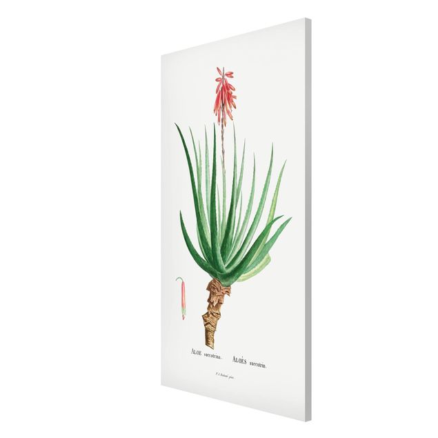 Cuadros de plantas naturales Botany Vintage Illustration Aloe Pink Blossom