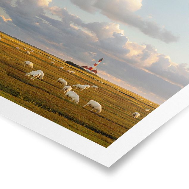 Póster playas North Sea Lighthouse With Flock Of Sheep