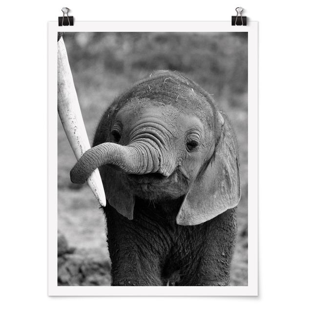 Póster animales Baby Elephant