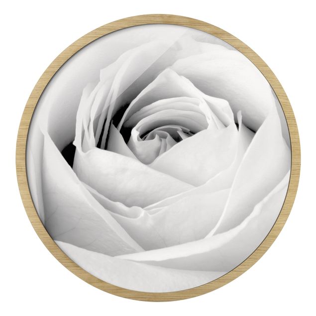 Cuadros modernos Close Up Rose
