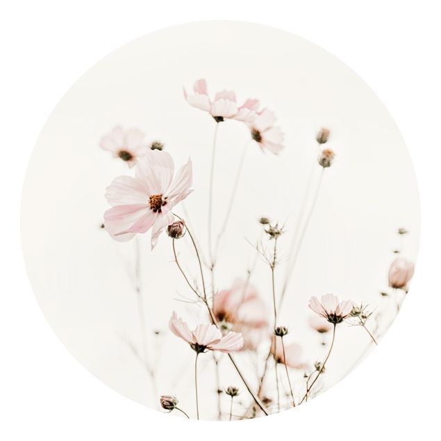 Cuadros de Monika Strigel Garden Cosmos In Soft Cream Tones