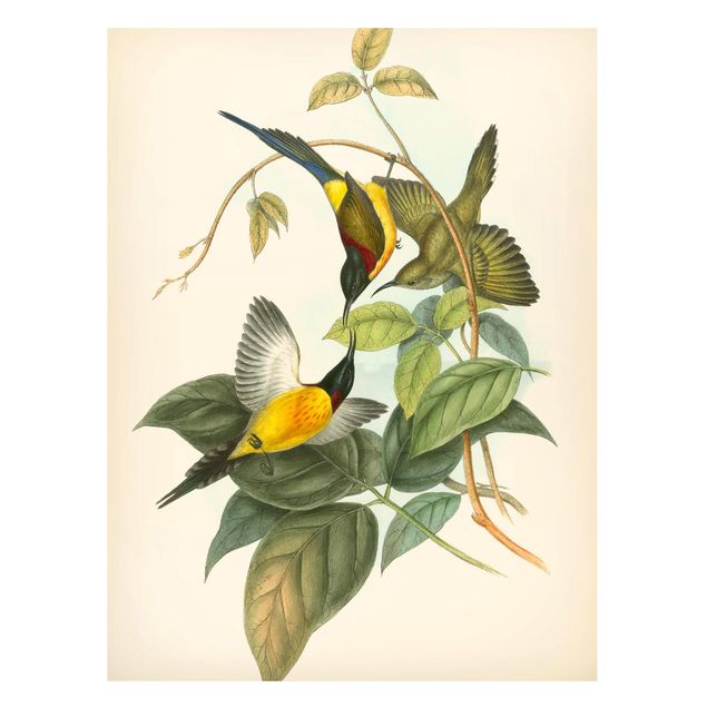 Tableros magnéticos flores Vintage Illustration Tropical Birds IV