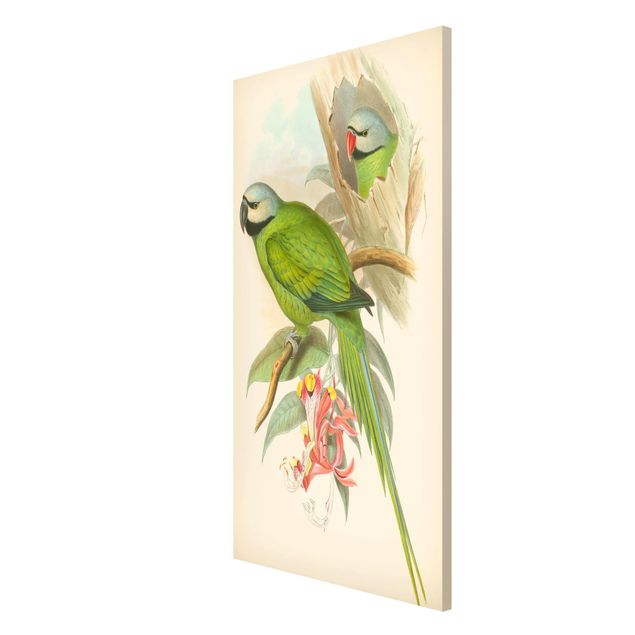 Cuadros de plantas Vintage Illustration Tropical Birds II