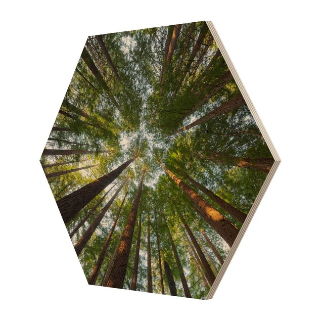 Cuadros hexagonales Sequoia Tree Tops
