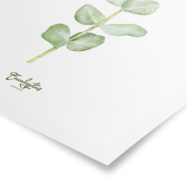 Cuadros decorativos Watercolour Botany Eucalyptus