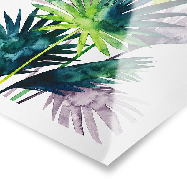 Cuadros modernos Exotic Foliage - Fan Palm