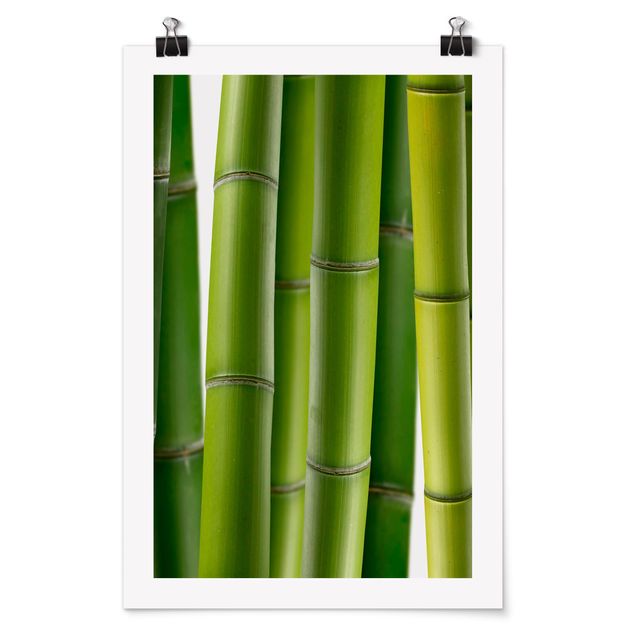 Cuadros paisajes Bamboo Plants