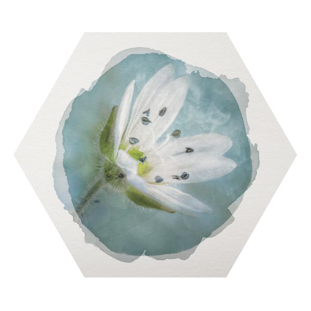 Cuadros Wasserfarben - Weiße Blüte auf blau