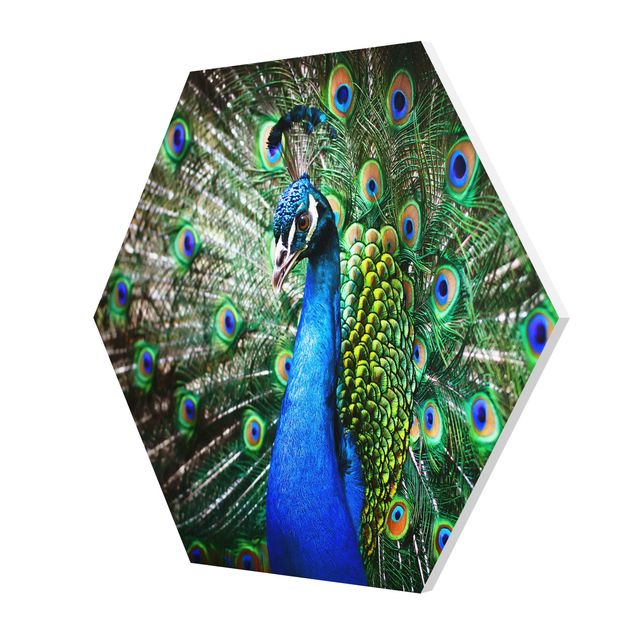 Cuadros Noble Peacock