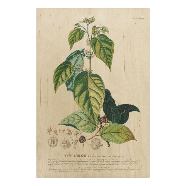 Cuadros de madera flores Vintage Botanical Illustration Cocoa
