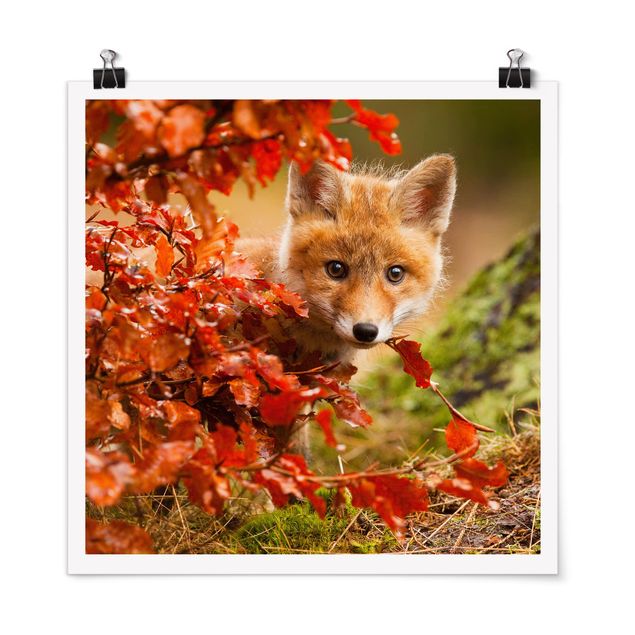 Cuadros de paisajes naturales  Fox In Autumn
