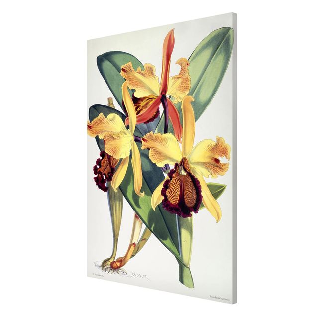 Láminas cuadros famosos Walter Hood Fitch - Orchid