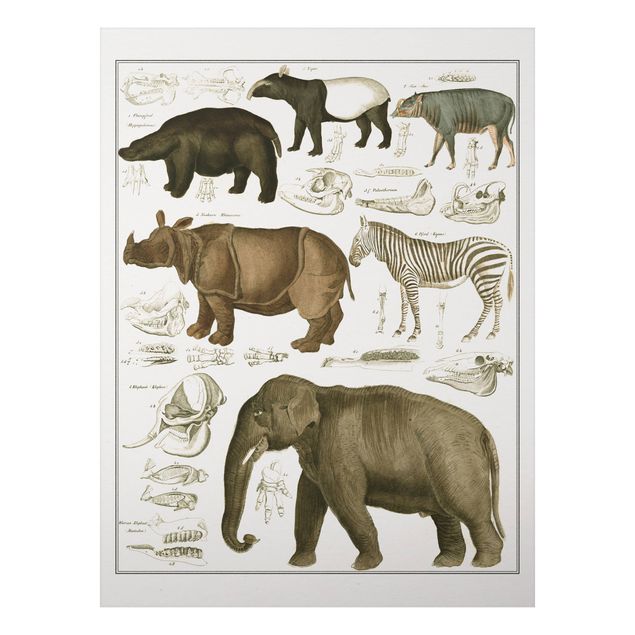 Cuadros elefantes Vintage Board Elephant, Zebra And Rhino