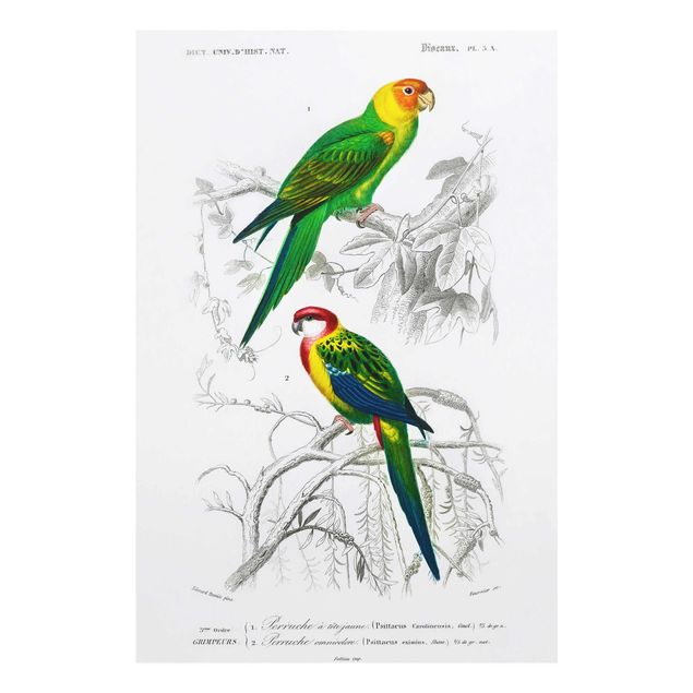 Cuadro verde Vintage Wall Chart Two Parrots Green Red