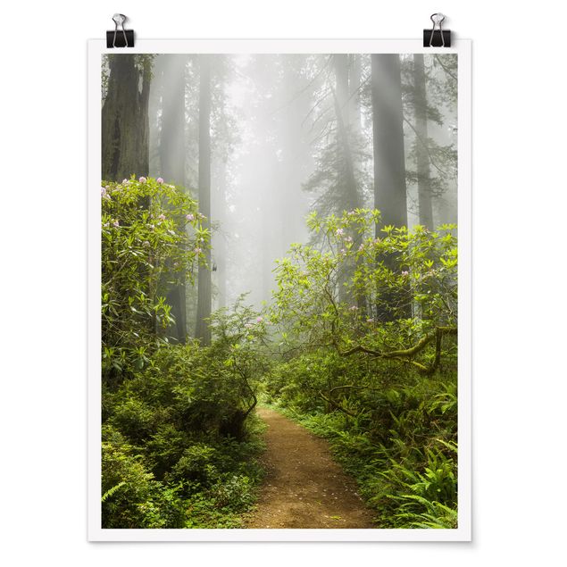 Póster de paisajes Misty Forest Path