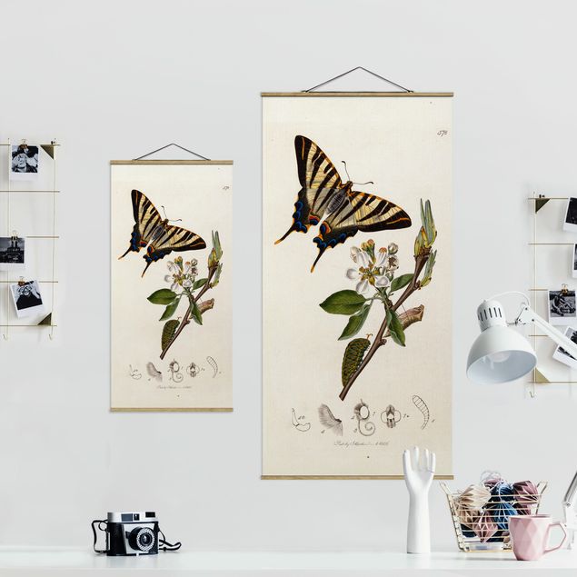 Cuadros de flores modernos John Curtis - A Scarce Swallow-Tail Butterfly