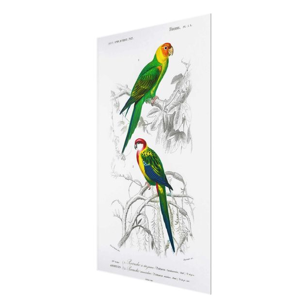 Cuadros decorativos Vintage Wall Chart Two Parrots Green Red